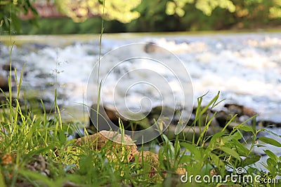 Tall Grass on the Banks of the Red Cedar River Stock Photo