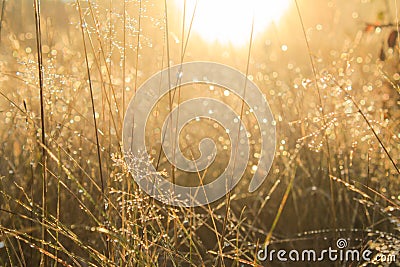 Meadow grass in sepia in sun glare. Sunny rays illuminate grass in meadow. Dry grass with Stock Photo