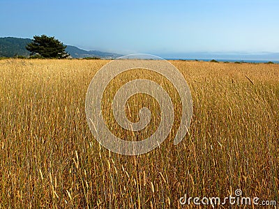 Tall grass field Stock Photo