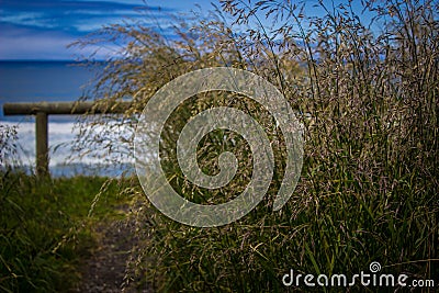 Tall grass near lookout over Pacific Ocean in Cape Perpetua, Oregon Stock Photo