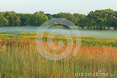 Tall grass prairie, misty morning Stock Photo