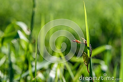 Tall grass in the spring Stock Photo