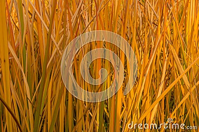 Tall grass turning yellow Stock Photo
