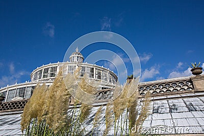 Tall Grasses by Greenhouse in Botanical Garden at the University of Copenhagen Stock Photo