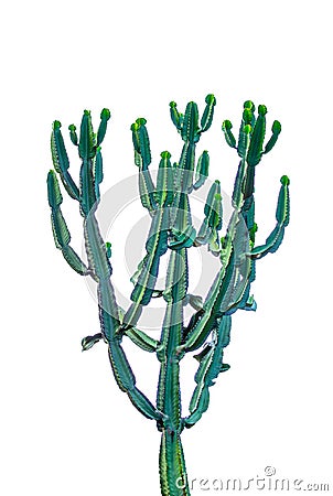 Tall green cactus isolated on white background. Stock Photo