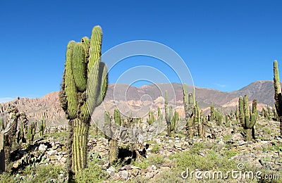 Tall green cactus valley in South America Stock Photo