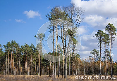 Tall, green pines under a clear blue sky in a forest clearing. Autumn landscape of coniferous forest Stock Photo