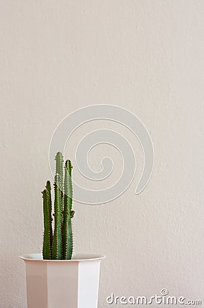 A tall green prickly cactus against a white wall in a minimalist room Stock Photo