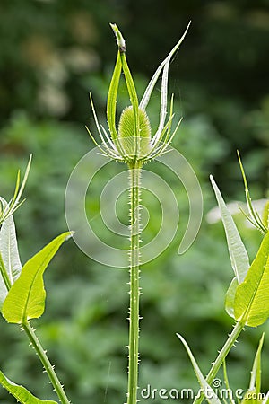 Single wild Teasel growing on a tall green stem Stock Photo