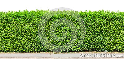 Tall hedge isolated Stock Photo