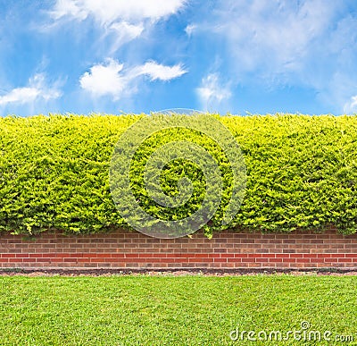 Tall hedge with part of the brick wall Stock Photo