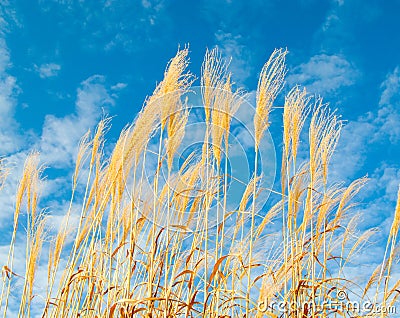 Tall Hoosier grass Stock Photo