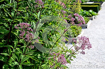 A tall, imposing perennial with stiff erect, conspicuously purple stems At the end of summer and in autumn, the hemispherical Stock Photo