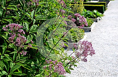 A tall, imposing perennial with stiff erect, conspicuously purple stems At the end of summer and in autumn, the hemispherical Stock Photo