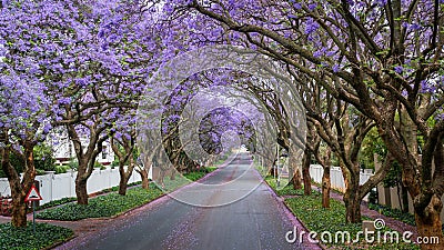 Tall Jacaranda trees lining the street of a Johannesburg suburb in the afternoon sunlight Stock Photo