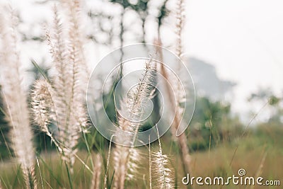 Tall lalang grass flower field, background blur. Selective focus Stock Photo