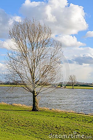Tall leafless tree on the banks of a wide river Stock Photo