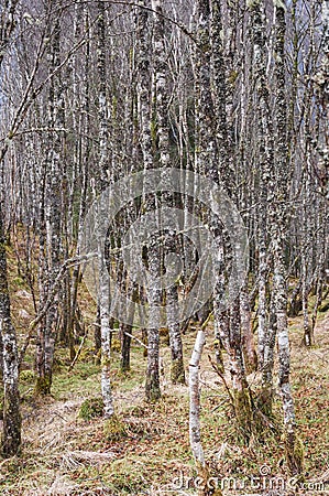 Tall lichen covered winter Silver Birch trees Stock Photo