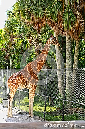 Giraffe trees profile Naples Zoo Florida Stock Photo