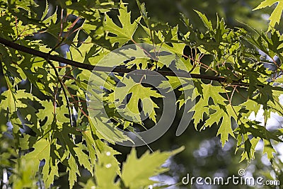Tall maple tree in summer Stock Photo