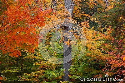 Tall Maple tree surrounded with fall foliage Stock Photo