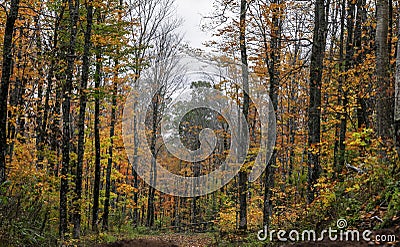 Tall Maple trees in autumn time in Black river national forest, Michigan Stock Photo