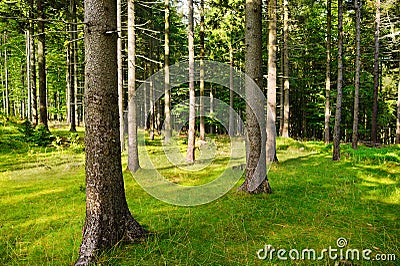 Tall Norway spruce picea abies trees in woodland. Spruces growing in evergreen coniferous forest. Stock Photo