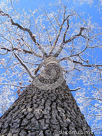 Tall Oak Tree with Snowy Limbs Stock Photo