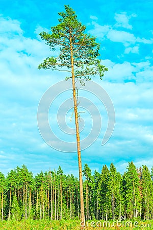 Tall old pine tree. Stock Photo