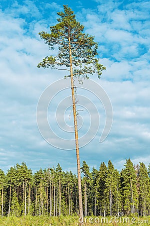 Tall old pine. Stock Photo