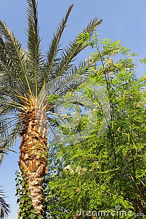 Tall palm tree, green tree white flowers, on a background of blue sky. Sunny summer day Stock Photo