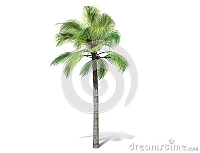 A tall palm tree isolated over a white background. Cartoon Illustration