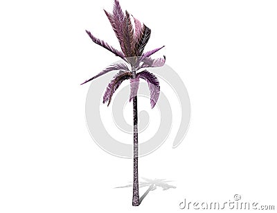 A tall palm tree isolated over a white background. Cartoon Illustration