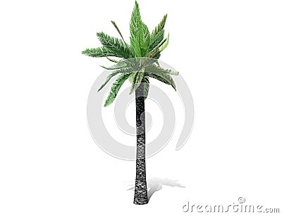 A tall palm tree isolated over a white background. Cartoon Illustration