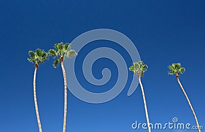 Tall Palm Trees In Bright Blue Sky Stock Photo