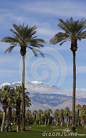 Tall Palm Trees on a Golf Course Stock Photo