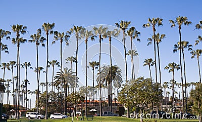 Tall Palm Trees of La Jolla Stock Photo