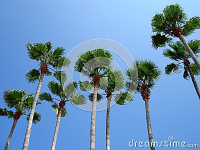 Tall Palms Stock Photo