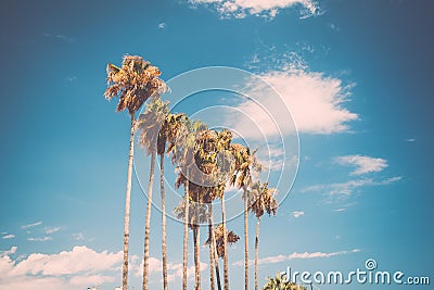 Tall palms on Promenade de la Croisette in Cannes, France Stock Photo