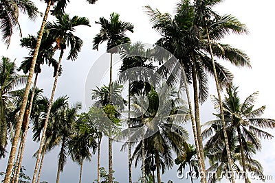 Tall palmtrees across the sky Stock Photo