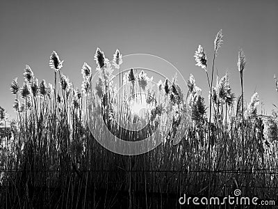 Tall pampas Cortaderia grass in a field on the background of the setting sun and blue sky. Bright Sunny summer photo. Golden ear Stock Photo