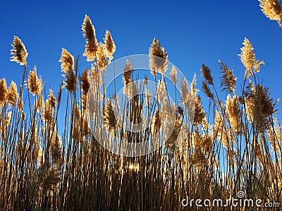 Tall pampas Cortaderia grass in a field on the background of the setting sun and blue sky. Bright Sunny summer photo. Golden ear Stock Photo