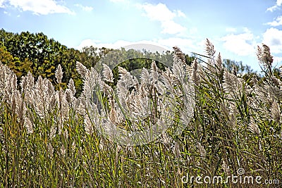 Tall Pampas grass growing on the side of road Stock Photo