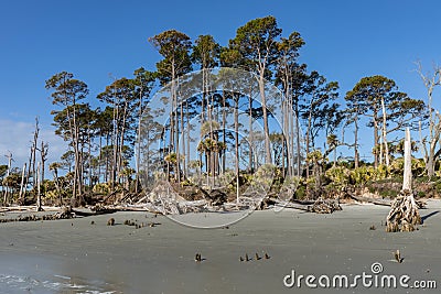 Tall pine and palmetto palm trees along the edge of a sandy beach, many fallen trees along the perimeter, blue sky Stock Photo