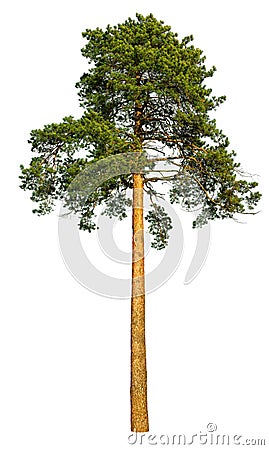 Tall pine tree. Stock Photo