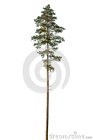 Tall pine tree. Stock Photo