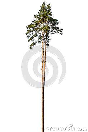 Tall pine tree. Stock Photo