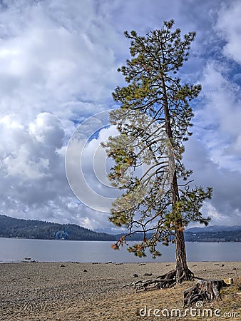 Tall pine tree on a lake shore Stock Photo