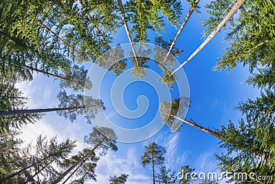 Tall pine tree tops against blue sky Stock Photo