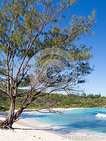 Tall pine tree Stock Photo